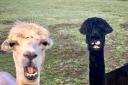 When the stylist showed them their finished hair dos, the alpacas' reactions said it all. By Neil Lennon
