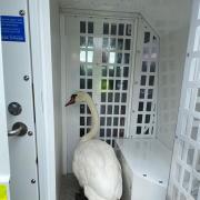 Police rescued the swan after it wandered close to a busy road. Photo: Alcester Police on Facebook.