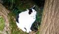 Black & white male cat Lost
