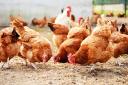 The Department for Environment, Food and Rural Affairs have confirmed a case of bird flu has been found at a poultry farm near Alcester.