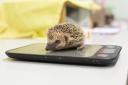 Concerns have been raised that many hedgehogs will not survive cold weather this winter Picture: RSPCA