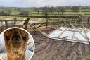 Alpacas at Middle England Farm have been left without shelter after stormy weather caused chaos on the farm.