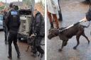 Dogs were seized by police after an attack