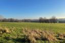 Ipsley Meadow