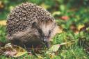 Furness Hedgehog Rescue is closed for the foreseeable future