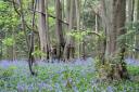Bluebells in Shrawley Wood