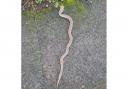 A snake has been found by a dog walker in Redditch.