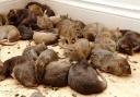 RATS: Hundreds of rat infestations have been reported at homes in Worcestershire over the last three years.