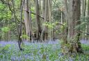 Bluebells in Shrawley Wood