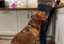 HEARTBROKEN: Ian Walker said he just wants to know what's happening with his assistance Dogue de Bordeaux puppy Thor.