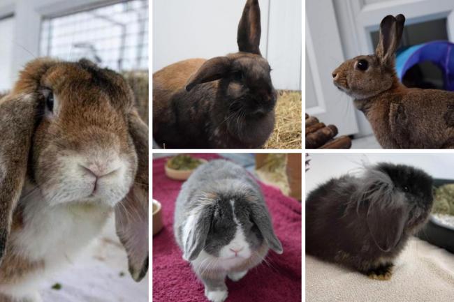 Five rabbits with RSPCA in Worcestershire are looking for forever homes (RSPCA/Canva)