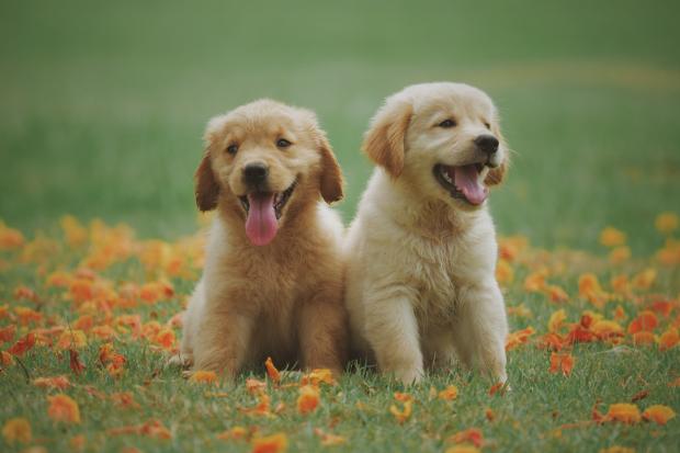 Redditch Advertiser: Two Labrador puppies in a meadow. Credit: Canva