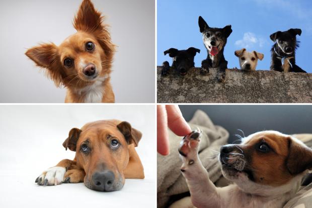 Redditch Advertiser: Seven adorable dogs. Credit: Canva
