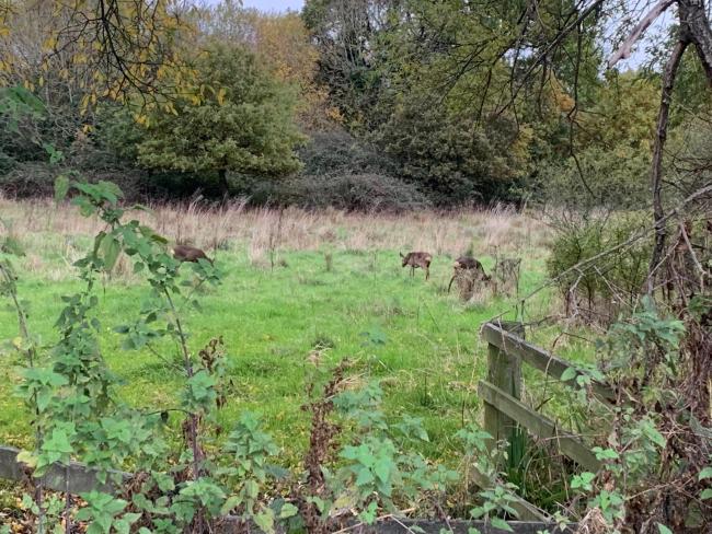 Open space west of Hither Green Lane that is planned for development. Image: Birgit Morris.