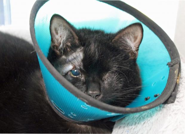 Redditch Advertiser: Miley wearing a cone. Image/ Cats Protection. 