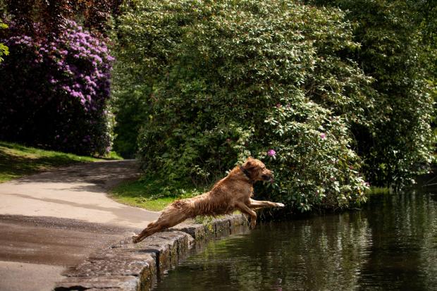 Dog leaps into water