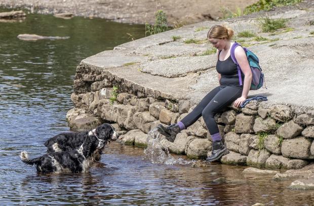 Redditch Advertiser: Gulping down too much water can be dangerous - keep an eye on dogs if playing water and move on when they’ve had their fill. Picture: PA