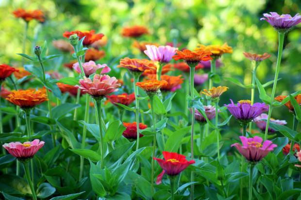 Redditch Advertiser: Colourful flowers in a garden. Credit: Canva