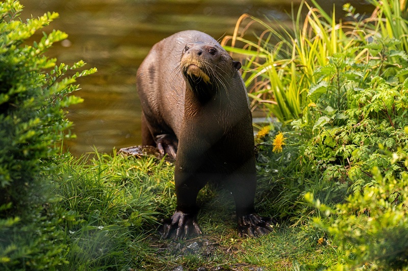A male giant otter, called Manú, has arrived at Chester Zoo to help save his species.