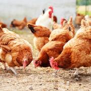 The Department for Environment, Food and Rural Affairs have confirmed a case of bird flu has been found at a poultry farm near Alcester.