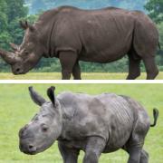 White rhino Jambo is Barney’s fourth calf and will likely grow to be just as big as his father in size.