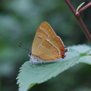 The rare Brown Hairstreak butterfly. Photo: Simon Primrose.