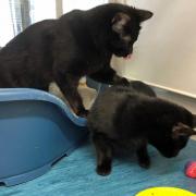 Molly and Miley are looking for a loving home.