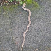 A snake has been found by a dog walker in Redditch.