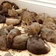 RATS: Hundreds of rat infestations have been reported at homes in Worcestershire over the last three years.
