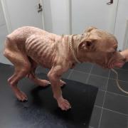 Piggly Wiggly was found starving and barely able to walk