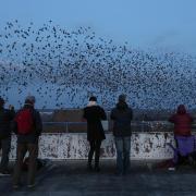 Bird watchers flock to see thousands of starlings fly over the town centre
