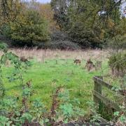 Open space west of Hither Green Lane that is planned for development