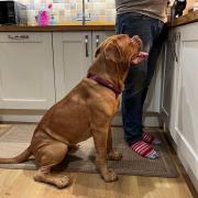 HEARTBROKEN: Ian Walker said he just wants to know what's happening with his assistance Dogue de Bordeaux puppy Thor.