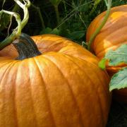 Pumpkin patches in Worcestershire and West Midlands 2021.