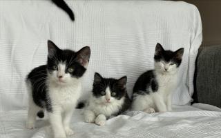 The RSPCA in Worcester has taken in 60 kittens over the last eight weeks including this trio, found in a garden