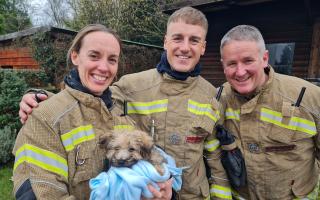A puppy was rescued from a property filled with carbon monoxide.
