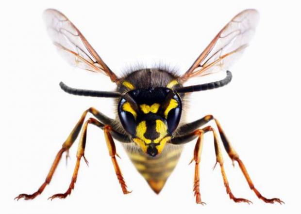 Redditch Advertiser: A wasp